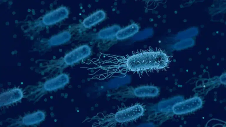 bacteria x